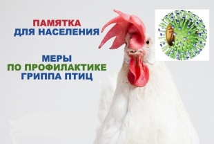 Памятка по профилактике гриппа птиц