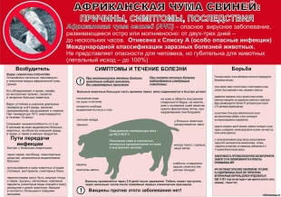 Памятка: "Африканская чума свиней"