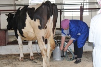 Объявляется прием заявок для участия в конкурсе операторов машинного доения коров. ⁣