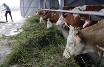 Министерством агропромышленного комплекса Пермского края проводится отбор на получение субсидий по гранту на развитие семейной фермы