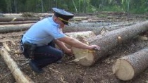 О результатах контроля за незаконными рубками в Юсьвинском лесничестве за 2025 год