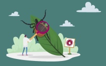 О вакцинации против клещевого энцефалита