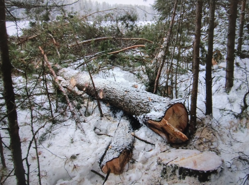 В Пермском крае председатель сельхозпредприятия осужден за незаконную рубку деревьев