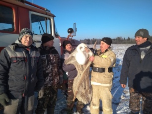 Целая спецоперация была организована в Юсьвинском округе для спасения лебедя