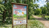 Тополиный пух - источник пожарной опаснoсти!