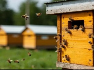 Пчеловодов личных подсобных хозяйств (ЛПХ) и крестьянско - фермерских хозяйств (КФХ) приглашают на совещание с ГБУВК «Нытвенская СББЖ» Юсьвинской участковой ветеринарной лечебницей