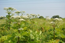 Напоминание о мерах по уничтожению борщевика Сосновского